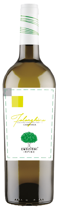 Falanghina